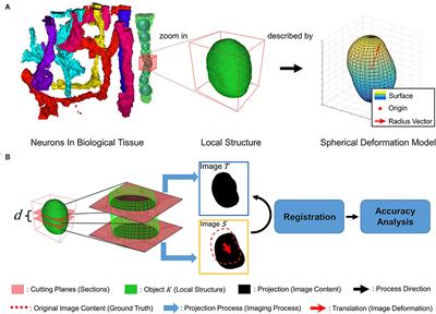 Neuronal Morphological Model-Driven Image Registration for Serial Electron Microscopy Sections